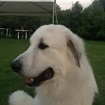 בית חווה Casale La Canigiana Agriturismo סן מיניאטו